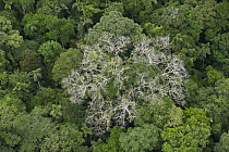 Silk Cotton Tree (Ceiba pentandra) and rainforest canopy, Yasuni National Park, Amazon, Ecuador