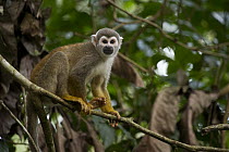 South American Squirrel Monkey (Saimiri sciureus), Yasuni National Park, Amazon, Ecuador