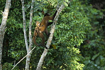 Humboldt's Woolly Monkey (Lagothrix lagotricha) mother and baby climbing tree, Yasuni National Park, Amazon, Ecuador