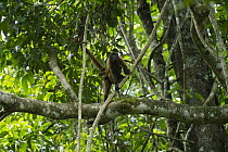 Humboldt's Woolly Monkey (Lagothrix lagotricha) mother and baby climbing tree, Yasuni National Park, Amazon, Ecuador