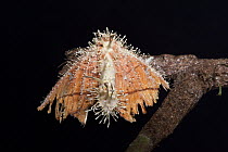 Sac Fungus (Cordyceps sp) parasitizing moth, Yasuni National Park, Amazon, Ecuador