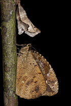 Darius Butterfly (Dynastor darius) and empty chrysalis, Tiputini Biodiversity Station, adjacent to Yasuni National Park, Amazon, Ecuador