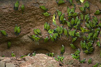 Dusky-headed Parakeet (Aratinga weddellii) flock at clay lick feeding on minerals, Yasuni National Park, Amazon, Ecuador