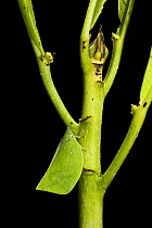 Flatid Planthopper (Flatidae) camouflaged on plant stalk, Yasuni National Park, Amazon, Ecuador