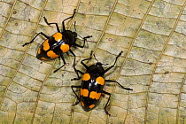 Fungus Beetle (Erotylidae) pair with aposematic coloration, Yasuni National Park, Amazon, Ecuador