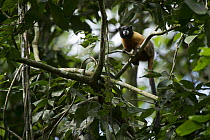 Golden-mantled Tamarin (Saguinus tripartitus) in rainforest canopy, Yasuni National Park, Amazon, Ecuador