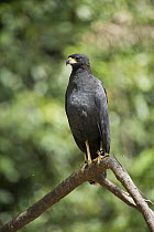 Great Black Hawk (Buteogallus urubitinga), Yasuni National Park, Amazon, Ecuador