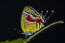 Gossamer-winged Butterfly (Lycaenidae), Yasuni National Park, Amazon, Ecuador