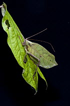 Katydid (Cycloptera sp), Yasuni National Park, Amazon, Ecuador