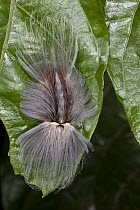 Flannel Moth (Megalopygidae) caterpillar, Yasuni National Park, Amazon, Ecuador