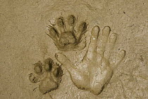 Jaguar (Panthera onca) footprints and handprint, Yasuni National Park, Amazon, Ecuador