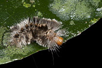 Moth caterpillar, Yasuni National Park, Amazon, Ecuador