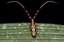 Longhorn Beetle (Batus barbicornis) with aposematic coloration, Yasuni National Park, Amazon, Ecuador