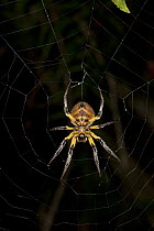 Orb-weaver Spider (Araneidae) in web, Yasuni National Park, Amazon, Ecuador