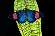 Painted Beauty (Batesia hypochlora) butterfly, Yasuni National Park, Amazon, Ecuador