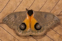 Moth (Automeris sp) flashing eyespots in defense, Yasuni National Park, Amazon, Ecuador