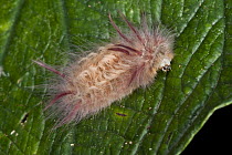 Moth caterpillar, Yasuni National Park, Amazon, Ecuador
