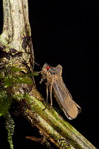 Leafhopper (Proconia sp), Yasuni National Park, Amazon, Ecuador