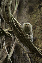 Pygmy Marmoset (Cebuella pygmaea), Yasuni National Park, Amazon, Ecuador