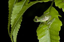 Santa Cecilia Cochran Frog (Cochranella midas), Yasuni National Park, Amazon, Ecuador