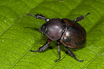 Dung Beetle (Scarabaeidae) in defensive posture, Yasuni National Park, Amazon, Ecuador
