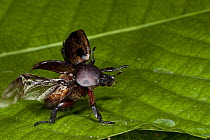Dung Beetle (Scarabaeidae) in defensive posture, Yasuni National Park, Amazon, Ecuador