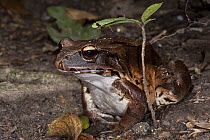 Smokey Jungle Frog (Leptodactylus pentadactylus), Yasuni National Park, Amazon, Ecuador