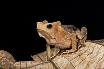 Toad (Bufo sp), Yasuni National Park, Amazon, Ecuador