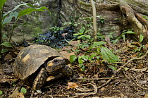 Yellow-footed Tortoise (Geochelone denticulata), Yasuni National Park, Amazon, Ecuador