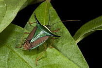 Stink Bug (Edessa sp), Yasuni National Park, Amazon, Ecuador