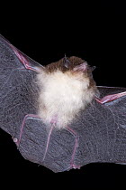 Spix's Disk-winged Bat (Thyroptera tricolor) flying showing discs on feet, Yasuni National Park, Amazon, Ecuador