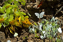 Pierid Butterfly (Phoebis sp) group on mineral lick, Yasuni National Park, Amazon, Ecuador