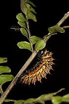 Swallowtail (Papilionidae) caterpillar pupating, Yasuni National Park, Amazon, Ecuador