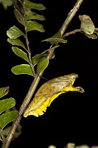 Swallowtail (Papilionidae) caterpillar pupating, Yasuni National Park, Amazon, Ecuador
