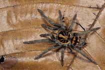 Tarantula (Theraphosidae), newly discovered species, Yasuni National Park, Amazon, Ecuador