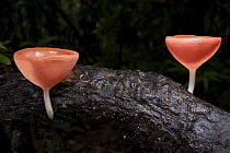 Cup Fungus (Pezizaceae) mushrooms, Yasuni National Park, Amazon, Ecuador