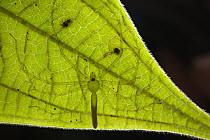Fishing Spider (Pisauridae) on underside of leaf, Yasuni National Park, Amazon, Ecuador