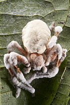 Sac Fungus (Cordyceps sp) parasitizing spider, Yasuni National Park, Amazon, Ecuador