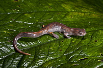 Naulta Mushroomtongue Salamander (Bolitoglossa altamazonica), Napo River, Yasuni National Park, Amazon, Ecuador