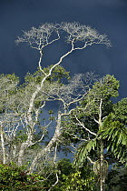 Bare tree in rainforest, Yasuni National Park, Amazon, Ecuador