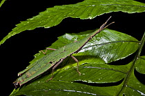 Gaudy Grasshopper (Omura congrua) grasshopper, Yasuni National Park, Amazon, Ecuador