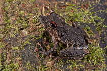 Diadem Robber Frog (Eleutherodactylus diadematus), Yasuni National Park, Amazon, Ecuador