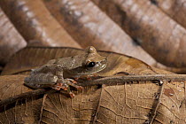 Yasuni Treefrog (Osteocephalus yasuni), Yasuni National Park, Amazon, Ecuador