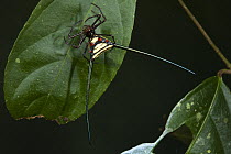 Orb-weaver Spider (Micrathena sp), Yasuni National Park, Amazon, Ecuador