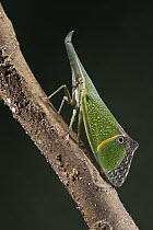 False-eye Lantern Bug (Odontoptera carrenoi), Yasuni National Park, Amazon, Ecuador