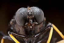 Mydas Fly (Mydas sp) showing large compound eyes, Yasuni National Park, Amazon, Ecuador