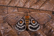 Moth (Automeris sp) in defensive posture showing eyespots, Yasuni National Park, Amazon, Ecuador