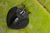 Leaf Beetle (Discomorpha sp), Yasuni National Park, Amazon, Ecuador