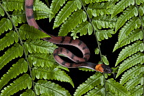 Banded Tree Snake (Tripanurgos compressus), Yasuni National Park, Amazon, Ecuador