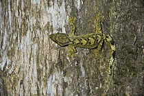 Turnip-tailed Gecko (Thecadactylus solimoensis), Yasuni National Park, Amazon, Ecuador